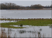 TL3470 : Black-tailed Godwits on Ferry Mere by Hugh Venables