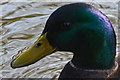 Tiverton : Grand Western Canal Duck