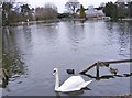 Swan in the Lake