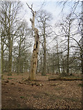 TQ1973 : Dead wood in Saw Pit Plantation by Hugh Venables