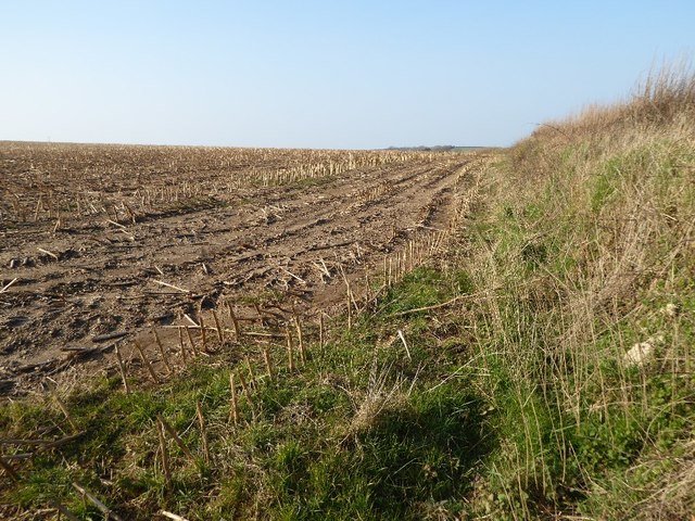 Harvested maize field