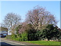 Trees on corner of Fabricius Avenue and Wedgberrow Close