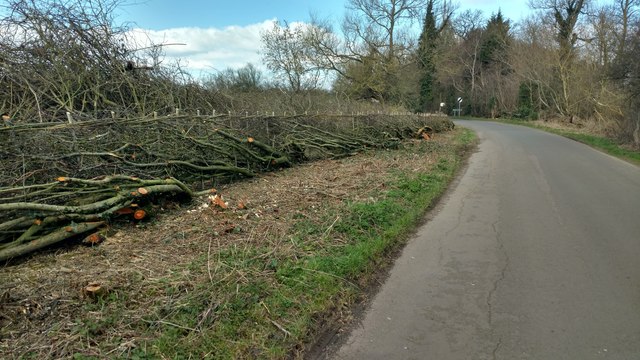 Hedge laying in Clay Coton