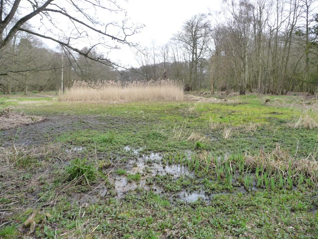 boggy-land-at-the-western-end-of-ysp-s-christine-johnstone-geograph-britain-and-ireland