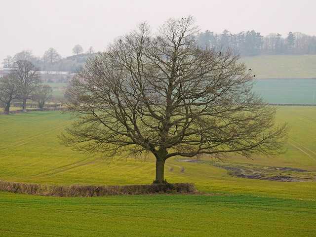 Oak tree in arable land