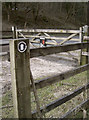 Cattle access in the Combe