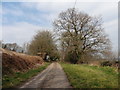 Lane on Burrow Hill