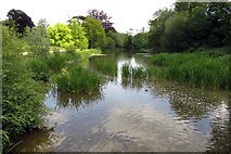 SP4315 : The River Glyme in the Blenheim Palace grounds by Steve Daniels