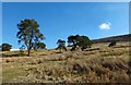 Crookedstane Trees