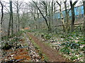 Path in Sheephouse Wood