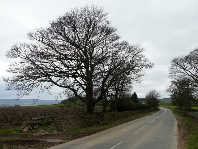 Winter trees on Cranberry Lane