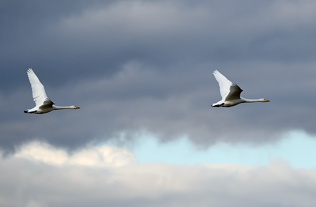 Whooper swans in flight at Caerlaverock
