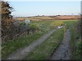 Track and footpath at Penrose