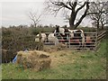 Horse and ponies on Crabmill Lane