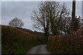 Mid Devon : Country Lane