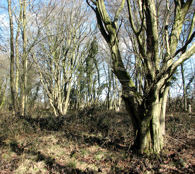 Gnarled trees in Hethel Wood © Evelyn Simak :: Geograph Britain and Ireland