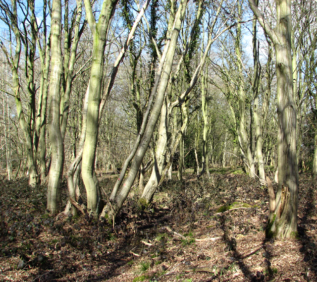 Brambles and bare trees in Hethel Wood © Evelyn Simak :: Geograph ...