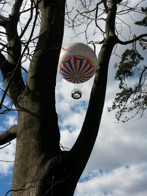 Bournemouth: a balloon is stuck up a tree