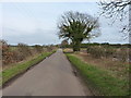 On the lane towards Common Farm