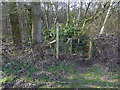 Footpath enters woodland by Newstead Gill