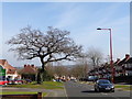 Tree on Tessall Lane, Longbridge, Birmingham