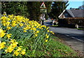 Daffodils on the Main Street of Thurgarton