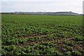 Field of broad beans