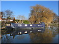 Fuzzy Duck on the Leeds and Liverpool Canal at Lydiate