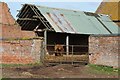 Highland cow in Field Barn