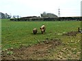 Home Farm, Kingston Lacy, Dorset