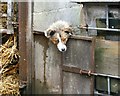 Inquisitive Dog at Troed-y-rhiw-fach Farm