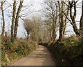 Tree lined lane