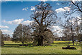 Large Oak Tree, Broomfield Park, Palmers Green, London N13