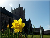 SY9682 : Corfe Castle: a churchyard daffodil by Chris Downer
