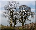 Mature trees on Gully Lane