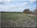 Young crop field north of Higham Road