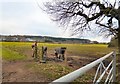 Horses near Daresbury