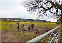 SJ5782 : Horses near Daresbury by Gerald England