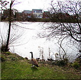 SS8277 : Canada goose and swan at the edge of Meadow Lake, Newton by Jaggery