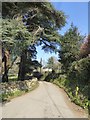 Evergreen trees by Lower Knowle Road near Packsaddle Bridge