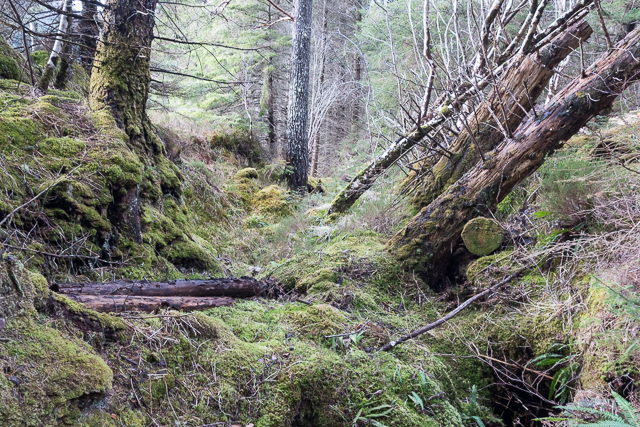 Fallen trees and moss in Achnashellach Forest
