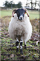 NG9644 : A curious sheep by Doug Lee