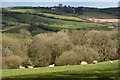 SS8906 : Mid Devon : Countryside Scenery by Lewis Clarke