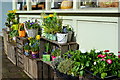 Flowers and crates in Fore Street, Kingsbridge