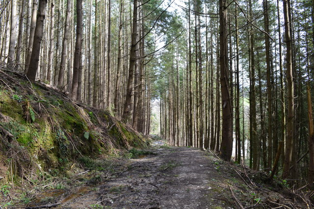 Track between tall straight trees © David Martin cc-by-sa/2.0 ...