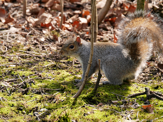 Squirrel in the Dell at Heaton Park