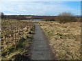 Path in Coves Community Park