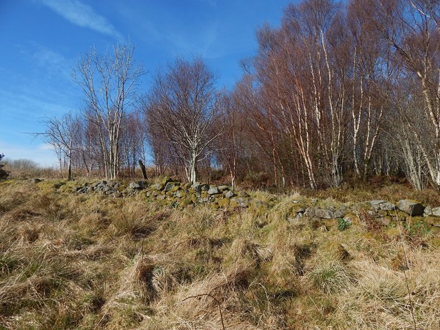 Dry-stone wall at edge of woods