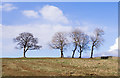 NY9523 : Grassy slope with six trees by Trevor Littlewood