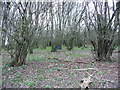 Coppiced trees in Minsden Chapel Plantation